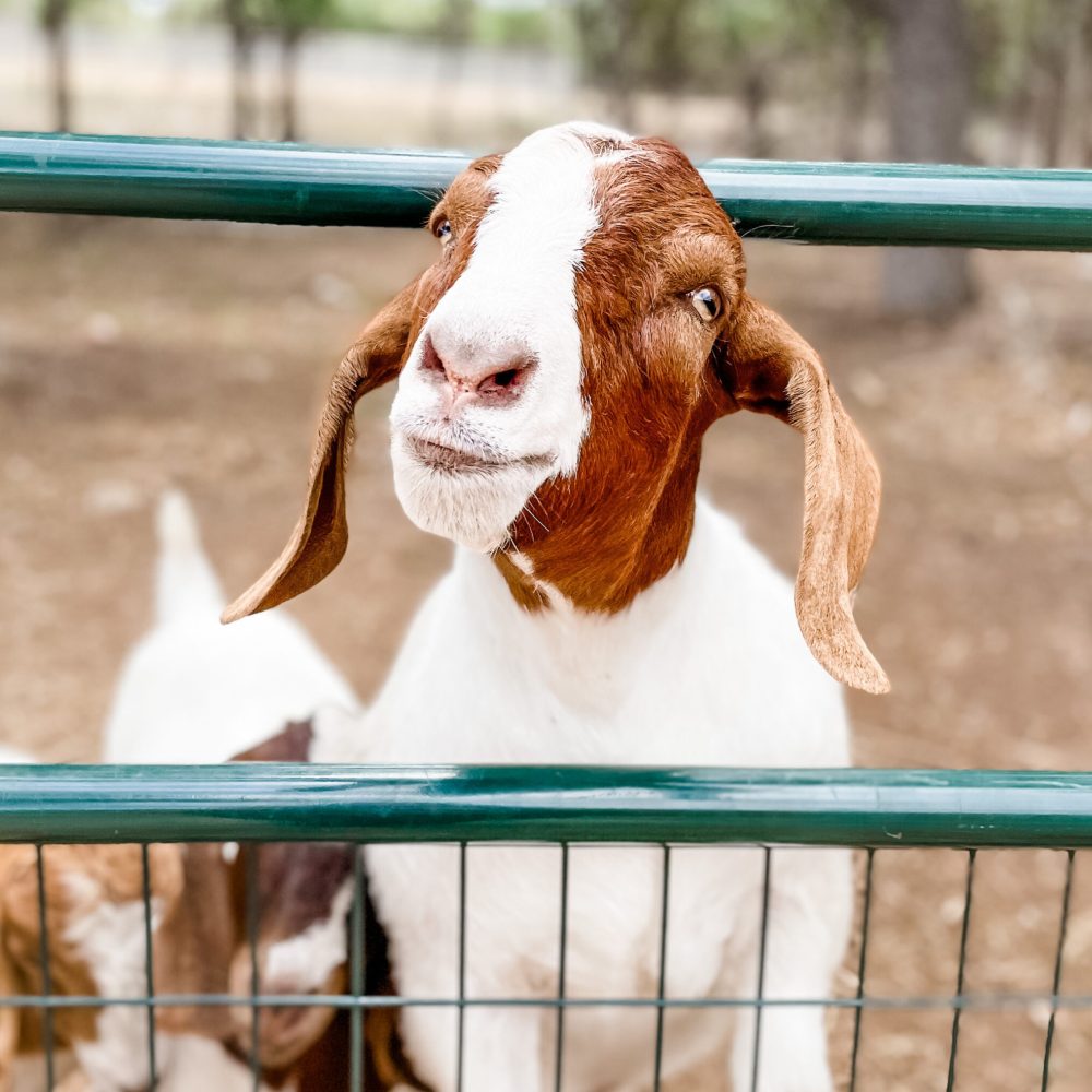 Retreat Ranch Gallery: Goats