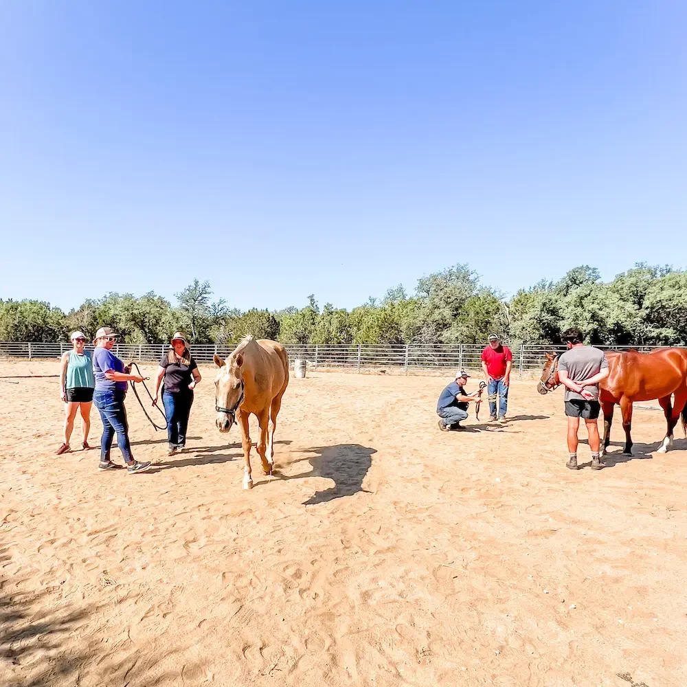 horse team builder smaller